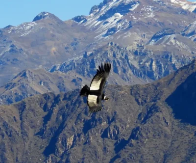 Colca Canyon