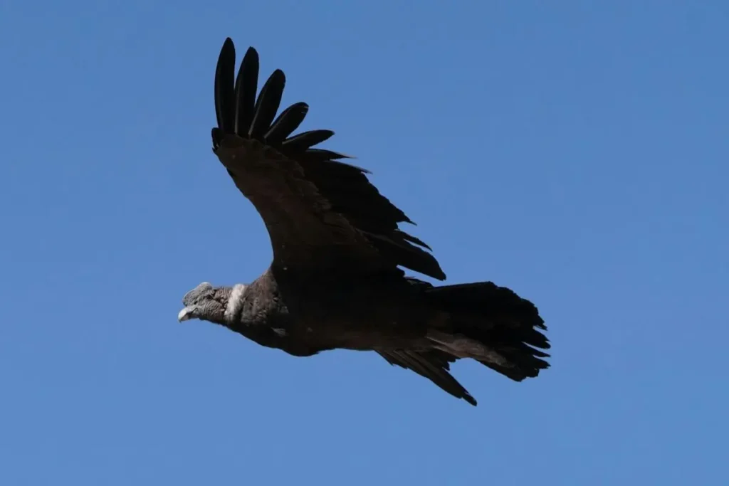 The condor - hanan pacha