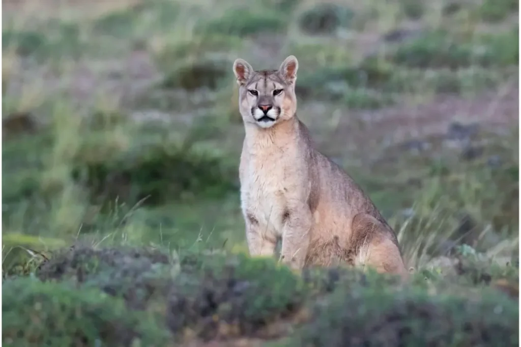 The puma - Kay Pacha