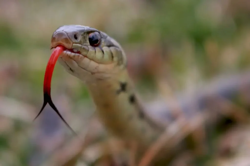 The snake - Ukhu Pacha